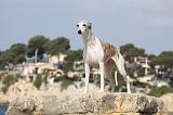 WHIPPET 248